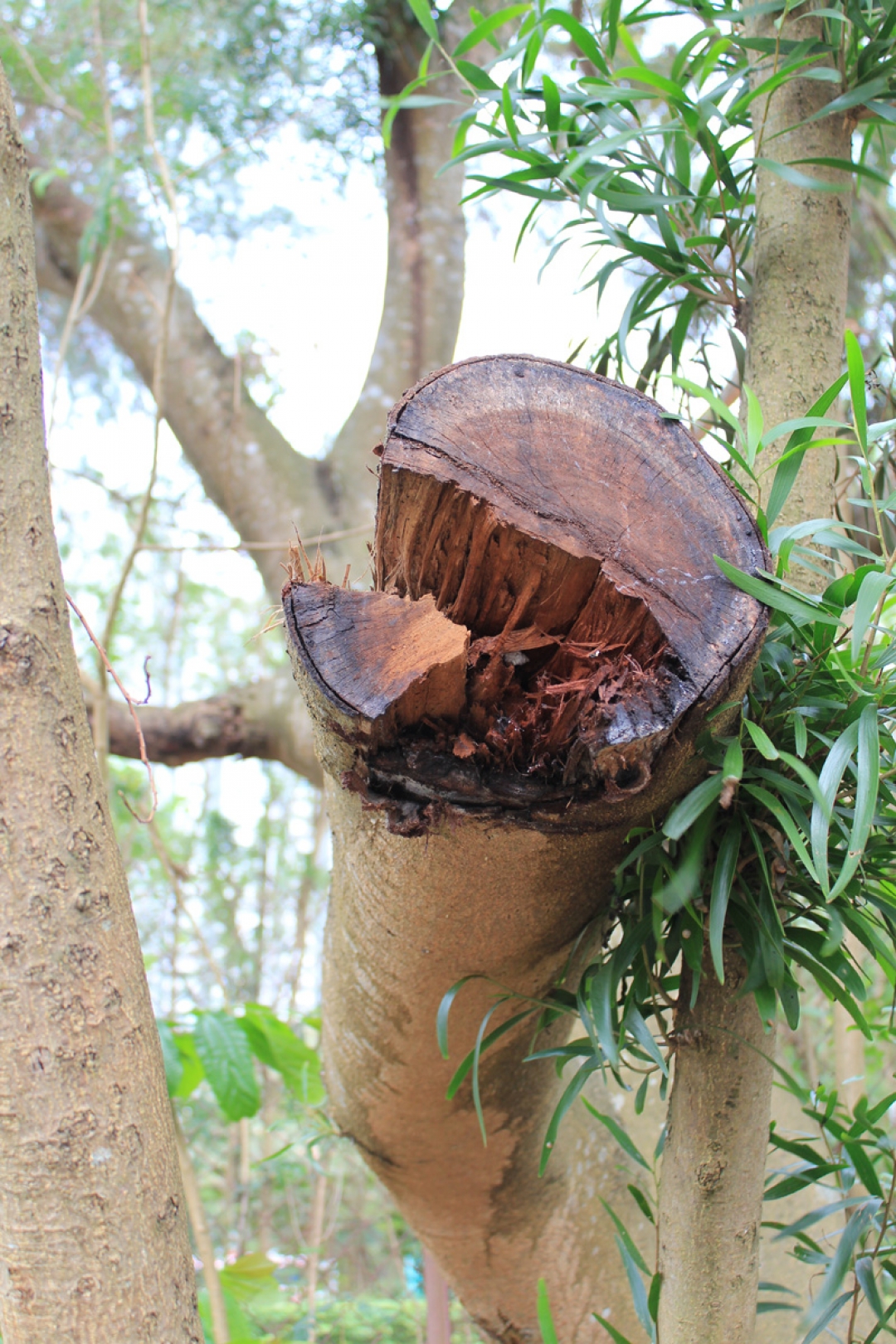 Large Wound on Tree