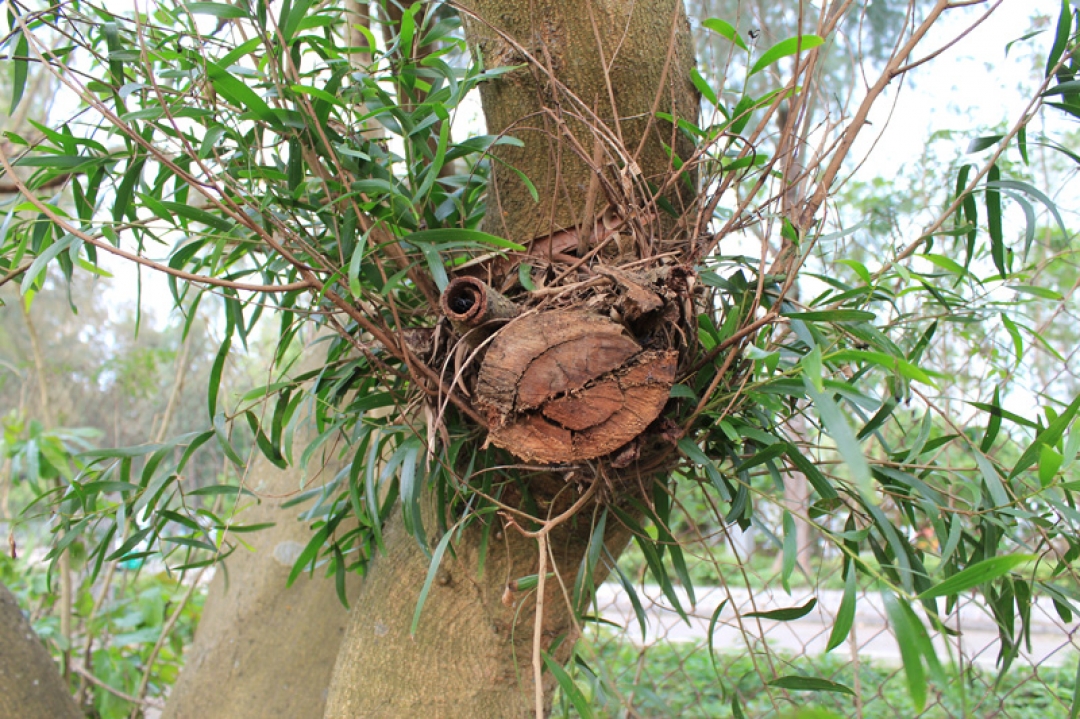 Large Wound on Tree