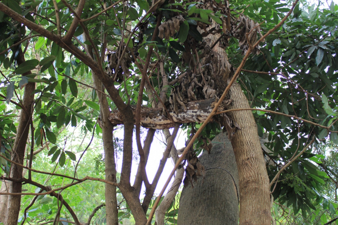 Broken Branches