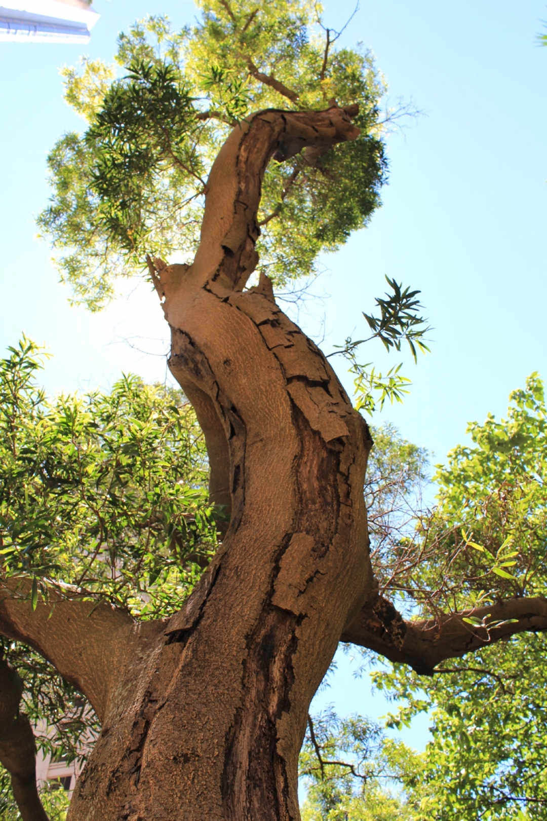 Cracks on the trunk